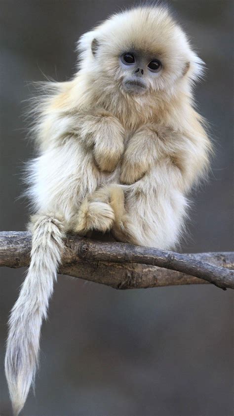 cutest monkey pics